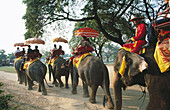 Elephant trekking in Ayutthaya. Thailand