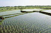 Rice fields in Bali Island, Indonesia.