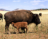 Buffalos. Utah, USA