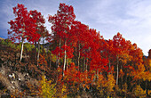 Fall. Eastern Sierras. California. USA