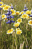 Lupine and Tidy Tips (wildflowers). Shell Creek Road, Los Padres NF. California, USA. Spring, 2005