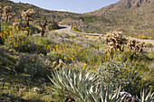 Anza Borrego State Park, California, USA. Road and Spring Wildflowers, 2005