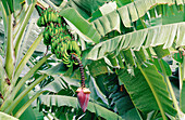 Green bananas growing on tree. Hawaii. USA