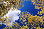 Looking up through fall aspens to blue sky, Great Basin National Park. Nevada. USA