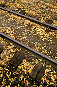 Fall leaves on train track along the Cumbres & Toltec Scenic Railroad. Chama. New Mexico. USA