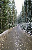 Fresh snow on pines along road in the San Juan Mountains. Uncompahgre National Forest. Colorado. USA
