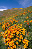 California Coreopsis (Coreopsis californica) and California Poppies (Eschscholzia californica). Tehachapi Mountains. Angeles National Forest. California. USA