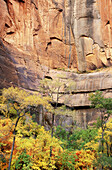 Fall color and sandstone cliff at the Temple of Sinawava in Zion Canyon, Zion National Park, Utah