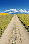 Dirt road through Goldfields (Lasthenia californica), Antelope Valley, California