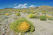 Toothed Dodder (Cuscuta denticulata) and Brittlebush (Encelia farinosa) under the Black Mountains, Death Valley National Park, California