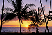 Sunset through silhouetted palm trees at Hapuna Beach, Kohala Coast, The Big Island, Hawaii