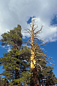 Jeffrey Pine against blue sky and clouds, Inyo National Forest, Sierra Nevada Mountains, California