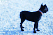  Animal, Animals, Black, Blurred, Color, Colour, Contemporary, Daytime, Dog, Dogs, Exterior, Horizontal, Look, Looking, Mammal, Mammals, Motionless, Obedience, Obedient, One, One animal, Outdoor, Outdoors, Outside, Pet, Pets, G85-262254, agefotostock 