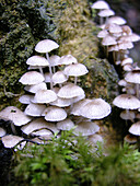  Colonies, Colony, Color, Colour, Daytime, Detail, Details, Exterior, Fungi, Fungus, Many, Mushroom, Mushrooms, Mycology, Nature, Outdoor, Outdoors, Outside, Selective focus, Vertical, G85-393531, agefotostock 