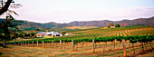 Lindeman s vineyard and winery, Hunter Valley. New South Wales, Australia
