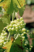 Wine grapes in Hunter Valley. Australia