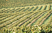 Vineyards in South Australia, Australia