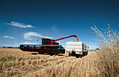 Harvesting wheat crop