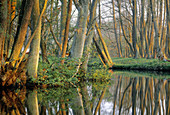 Morning light at Verka River. Haväng, Skåne, Sweden.