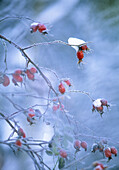 Frost and snow on rosehip (lat. Rosa sp.). Sweden, Scandinavia, Europe.