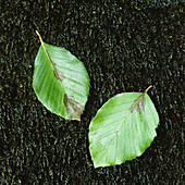 Leafs of beech. (lat. Fagus sylvatica.) Hallandsåsen Ridge, Skåne, Sweden, Scandinavia, Europe.