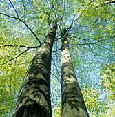 Beech forest. (lat. Fagus sylvatica.) Söderåsen National Park, Skåne, Sweden, Scandinavia, Europe.