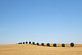 Row of trees and crop fields. Skåne. Sweden