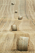 Rolls of hay. Skåne. Sweden