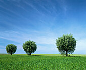 Row of trees, willow (Salix sp.), along dirt road in corn fields. Skåne, Sweden