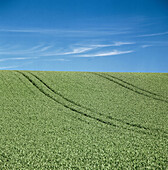 Tracks of tractor in corn fields. Skåne, Sweden