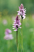 Common Spotted-Orchid (Dactylorhiza fuchsii). Skåne, Sweden