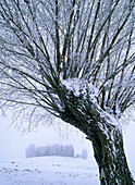 Trees in frost. Skåne. Sweden