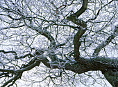 Solitary tree in frost. Skåne. Sweden