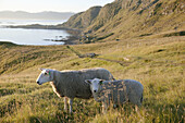 Sheep. Runde, Norway