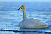Whooper swan (Cygnus cygnus), winter. Sweden