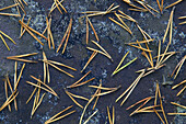 Needles from pine-tree on rock. Norway