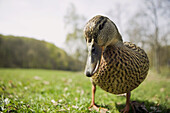 Mallard duck (Anas platyrhynchos). Sweden