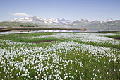 Wetlands with hare s-tail Cottongrass (Eriophorum vaginatum sp.) at Lake Tyin. Jotunheimen, Oppland, Norway.