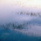 Reflections in a small pond. Skåne. Sweden. Scandinavia