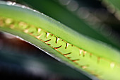  Botany, Close up, Close-up, Closeup, Color, Colour, Detail, Details, Green, Horizontal, Leaf, Leaves, Nature, Plant, Plants, Selective focus, Spine, Spines, Succulent, Succulents, Surface, Surfaces, Texture, Textures, Thorn, Thorns, G96-408141, agefotost
