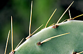 Prickly pear cactus (Opuntia lindheimeri). Texas. USA.