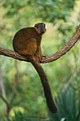 Collared Brown Lemur (Eulemur fulvus collaris)