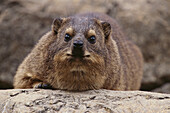 Cape Rock Hyrax (Procavia capensis)