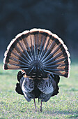 Turkey (Meleagris gallopavo)