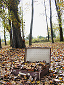  Absurd, Absurdity, Allegory, Autumn, Autumnal, Baggage, Color, Colour, Concept, Concepts, Country, Countryside, Daytime, Exterior, Fall, Fallen leaves, Forest, Forests, Idea, Ideas, Luggage, Melancholy, Memories, Memory, Nature, Nonsense, Open, Out of pl