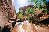 Coyote Gulch. Glen Canyon area. Utah. USA