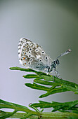 Chalk-hill Blue Butterfly (Lysandra coridon). Germany