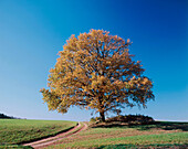 Oak. Erding. Upper Bavaria. Germany