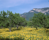 Wildflowers. Majorca. Balearic Islands. Spain