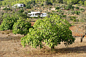 Fig tree (Ficus carica) in Es Pla de Sant Mateu. Ibiza, Balearic Islands. Spain
